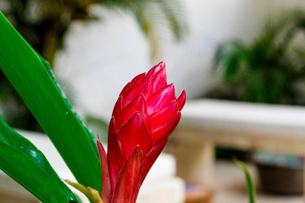 Hotel Aldea Del Bazar & Spa Puerto Escondido  Εξωτερικό φωτογραφία